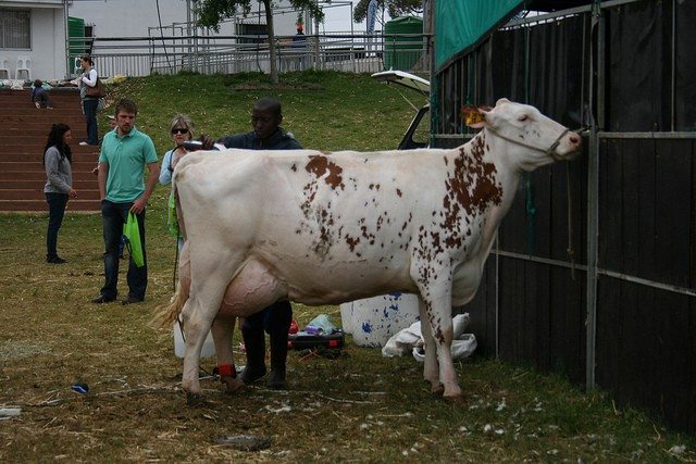 dairycow