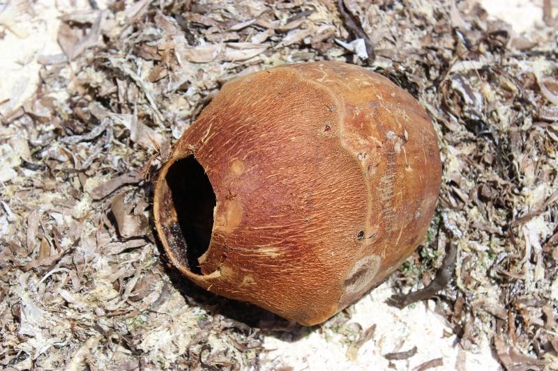 coconut zanzibar beach