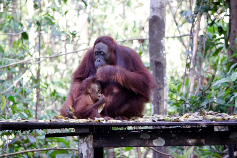 tanjung puting national park