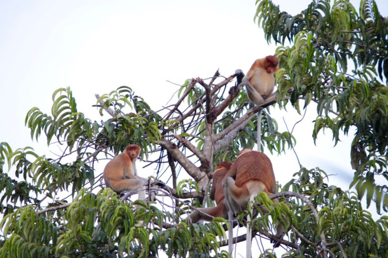 Proboscis monkeys