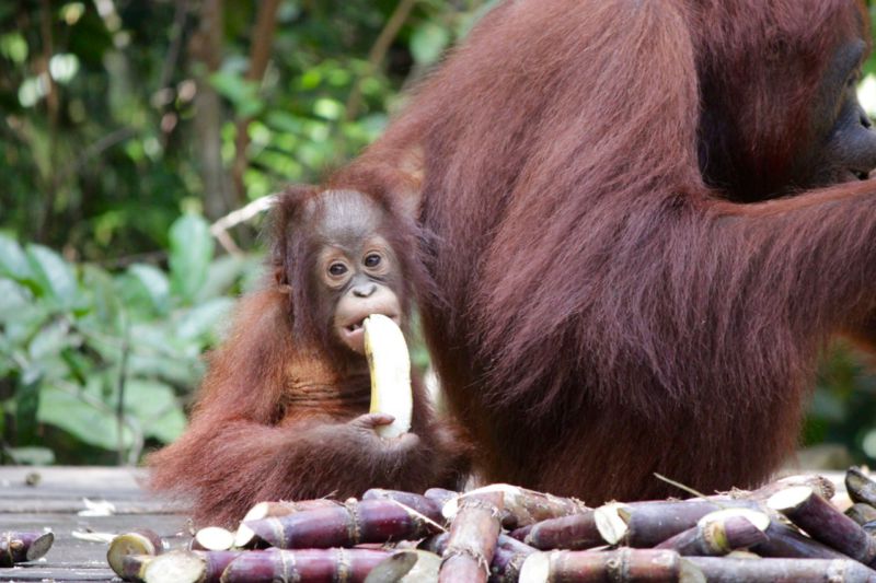 orangutan baby