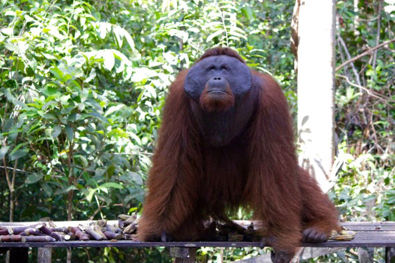 orangutan borneo