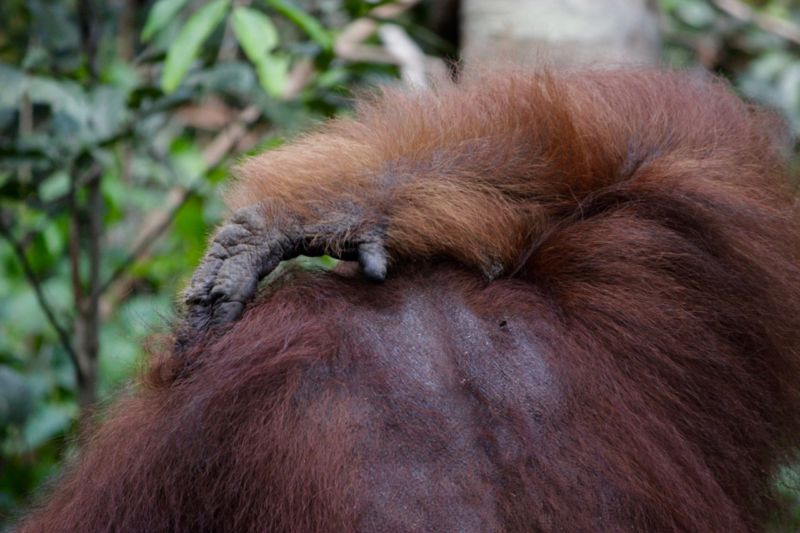 orangutan borneo