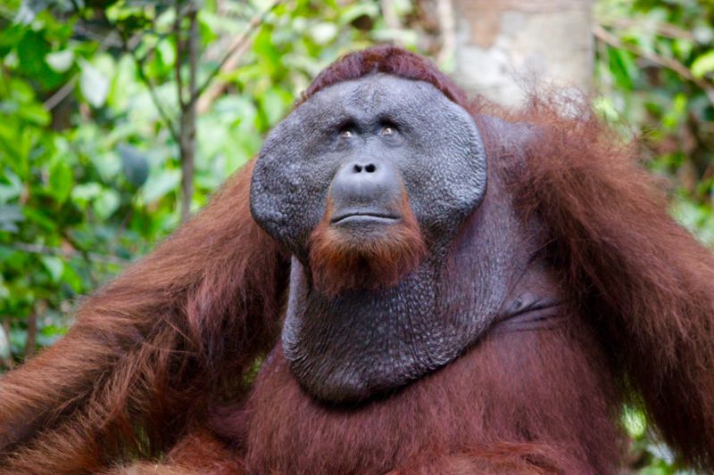 adult orangutan borneo