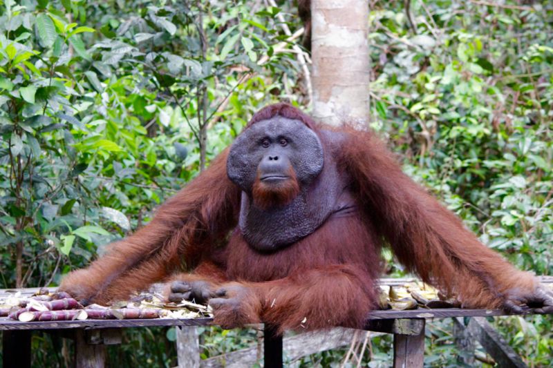 orangutan sanctuary borneo