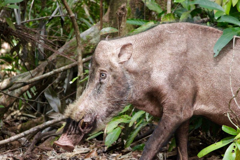 wild boar