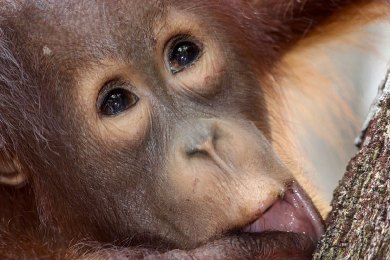 baby orangutan