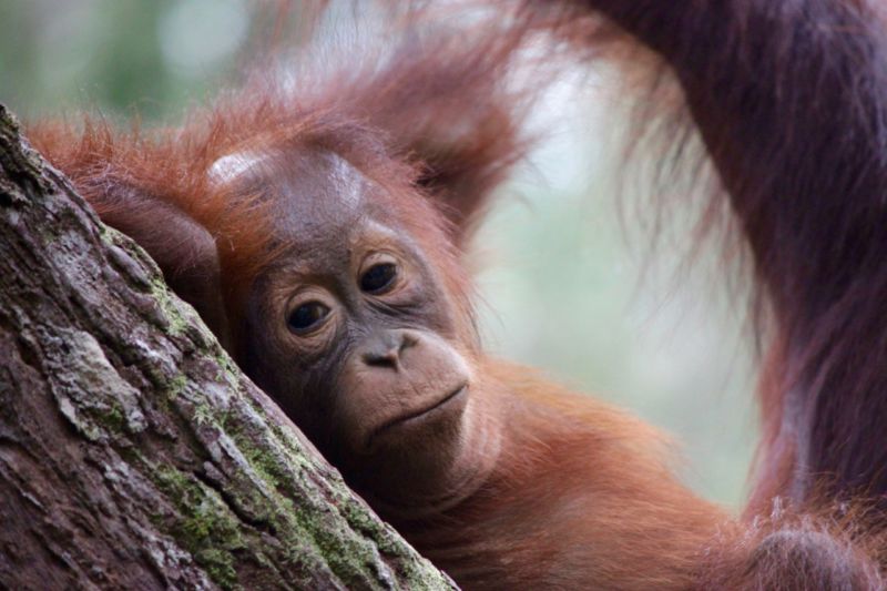 orangutan baby
