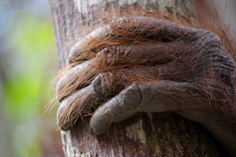 orangutan hand borneo