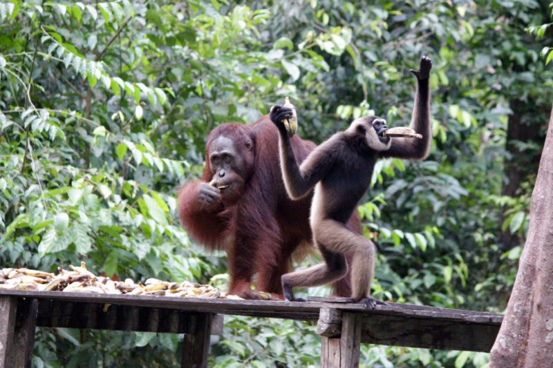 orangutan and gibon