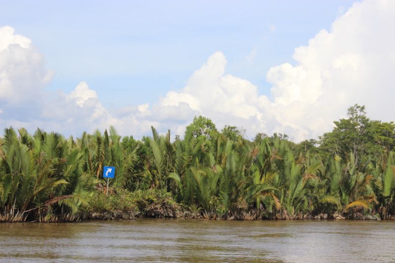 indonesian jungle