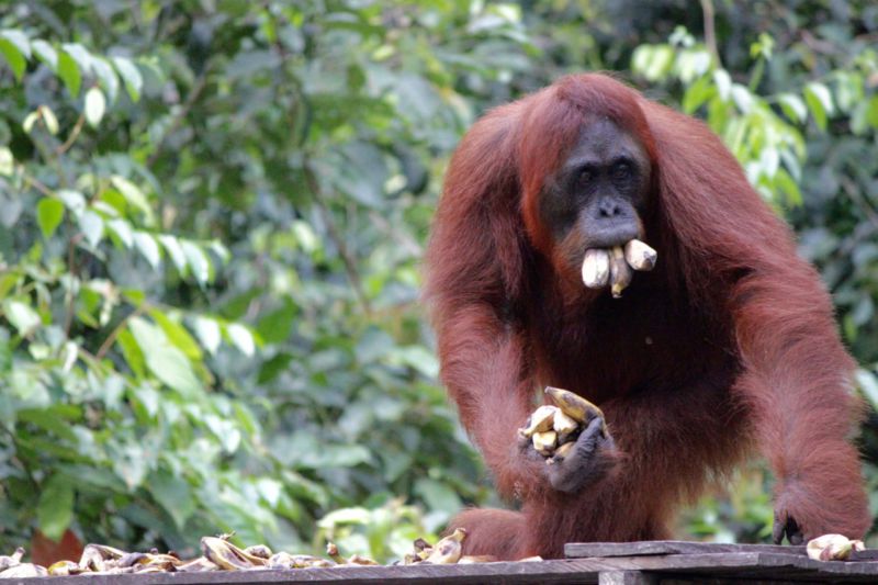 orangutan with mouth of bananas