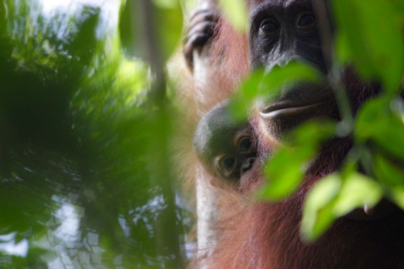 orangutan baby