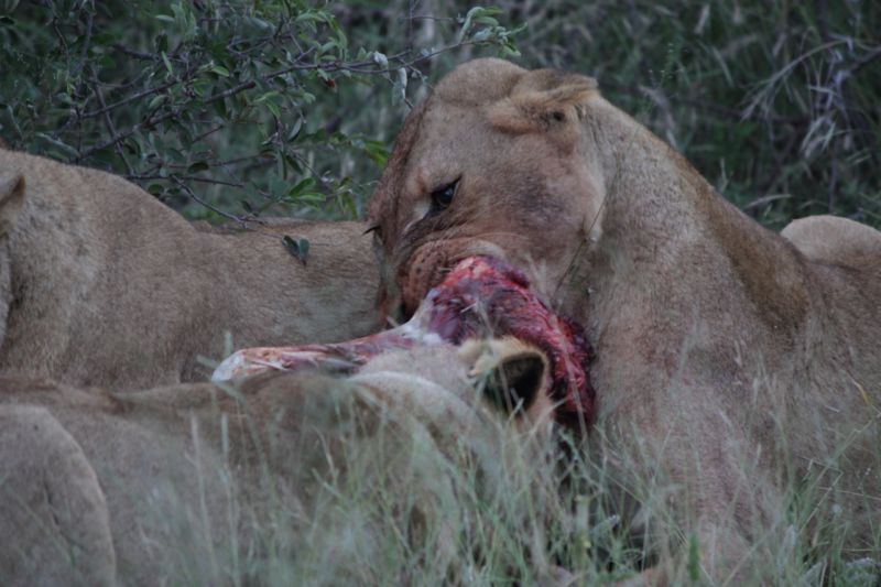 lion kill