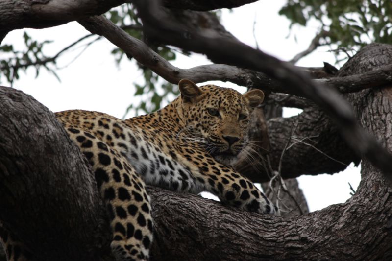 leopard in a tree