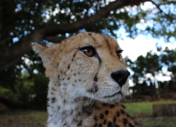 cheetah