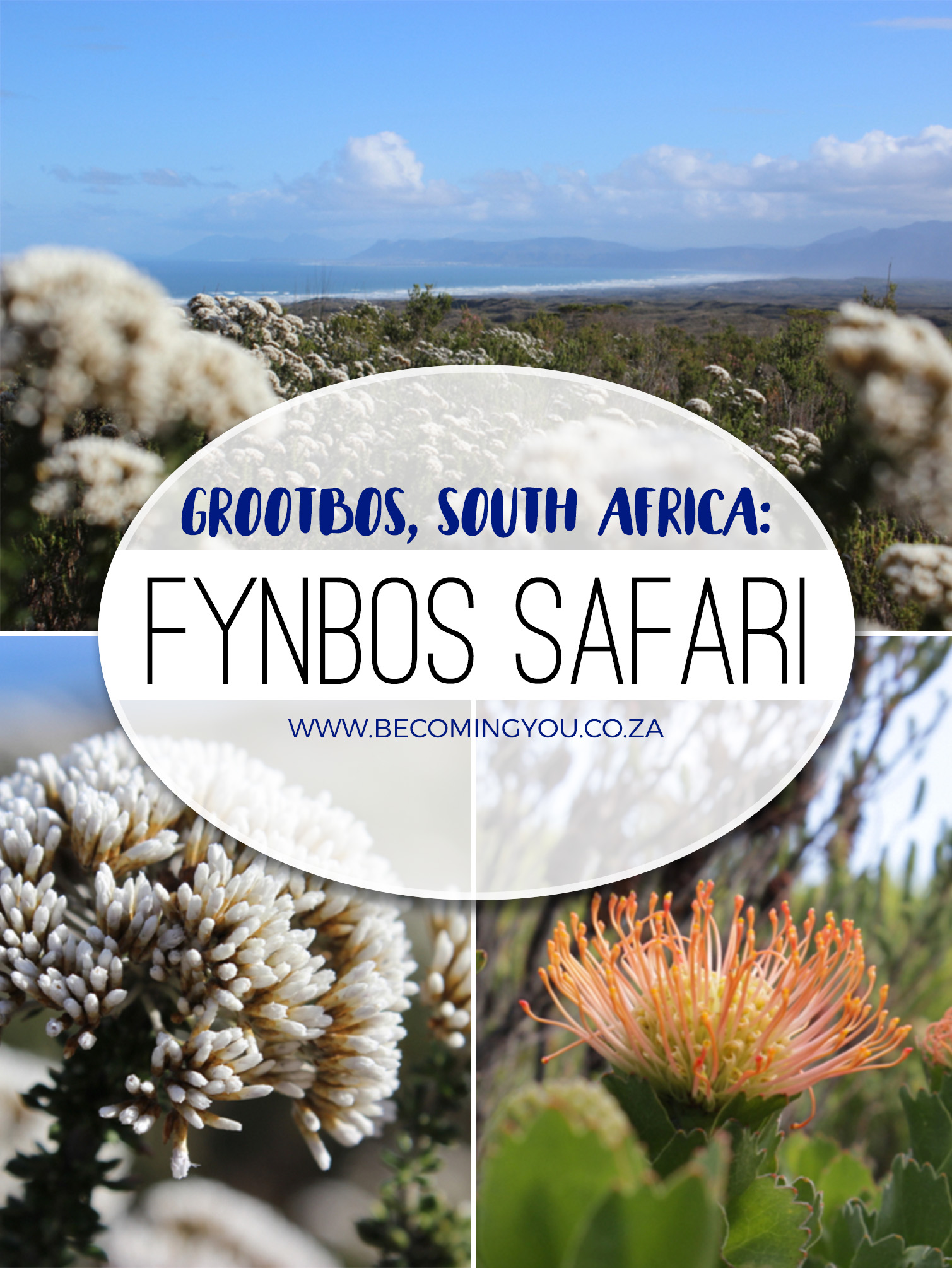 fynbos safari