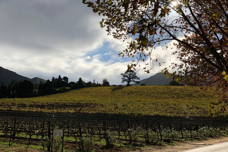 A view of the Buitenverwachting vineyards