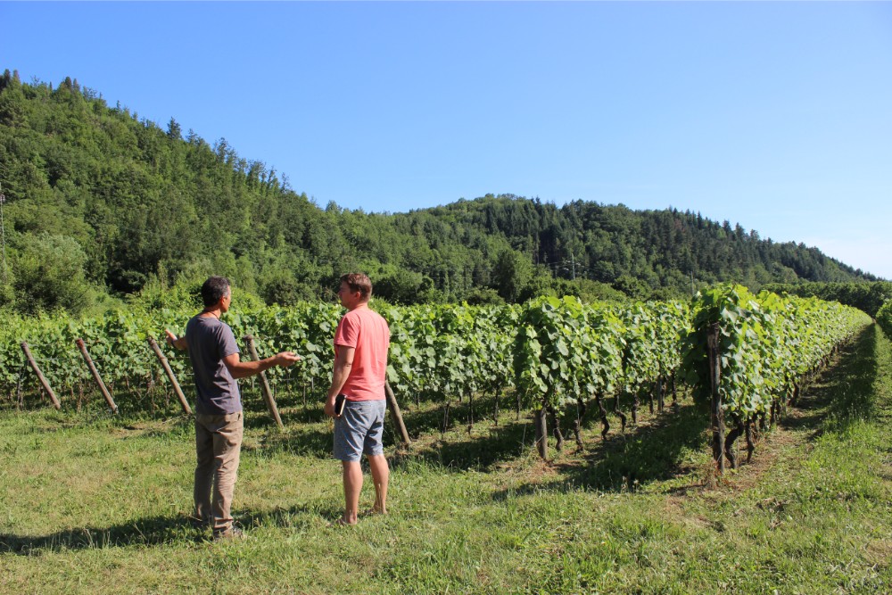 In the vineyards on a sunny day at Castel del Piano