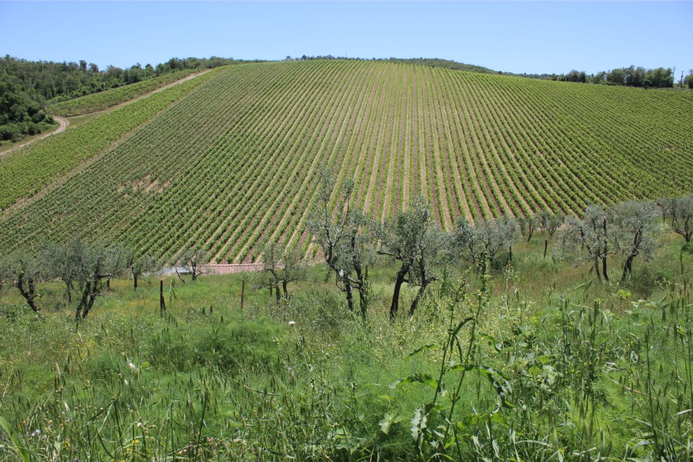 Rows of vineyards at Querceto di Castellina