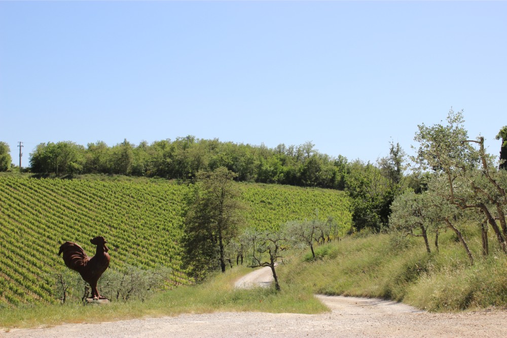 A view back over the vineyard from the patio at Querceto di Castellina